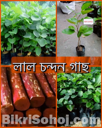 লাল চন্দন গাছের চারা।